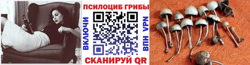 магазин  наркотиков  Пойковский  Псилоцибиновые грибы мухоморы 
